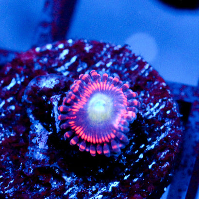 JC Valentine's Blurr Zoanthid