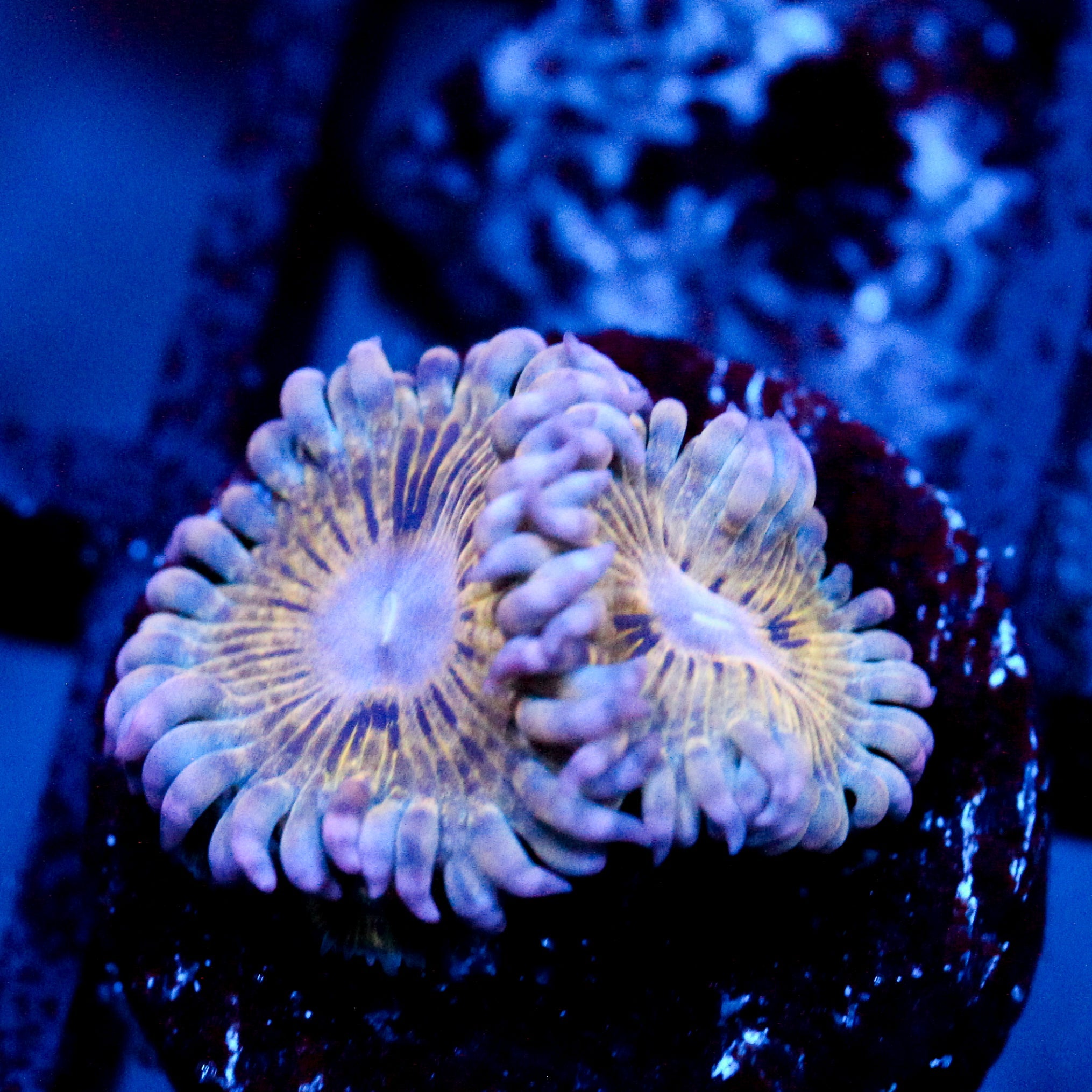 JC Stratocaster Zoanthid