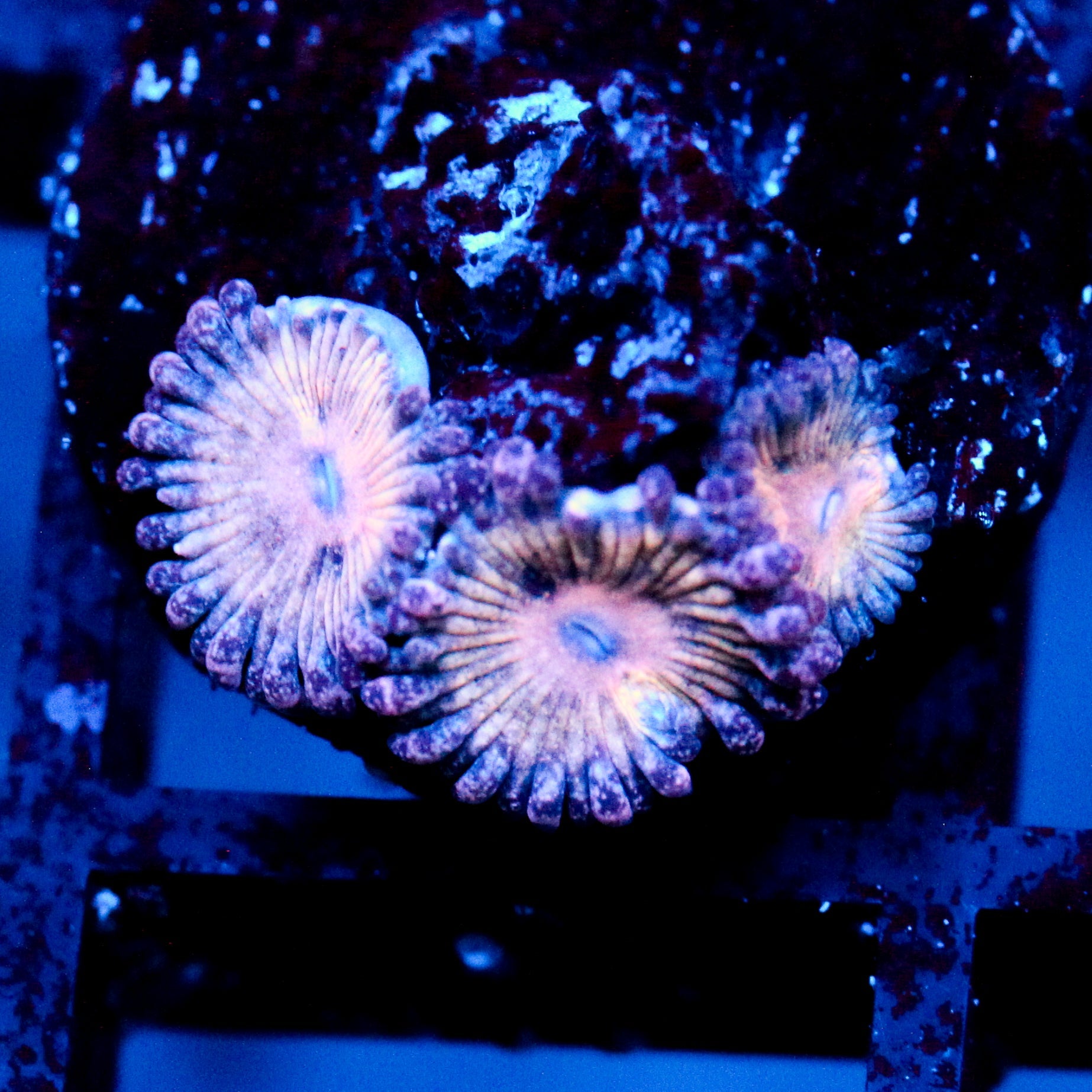 JC Strawberry Milkshake Zoanthid