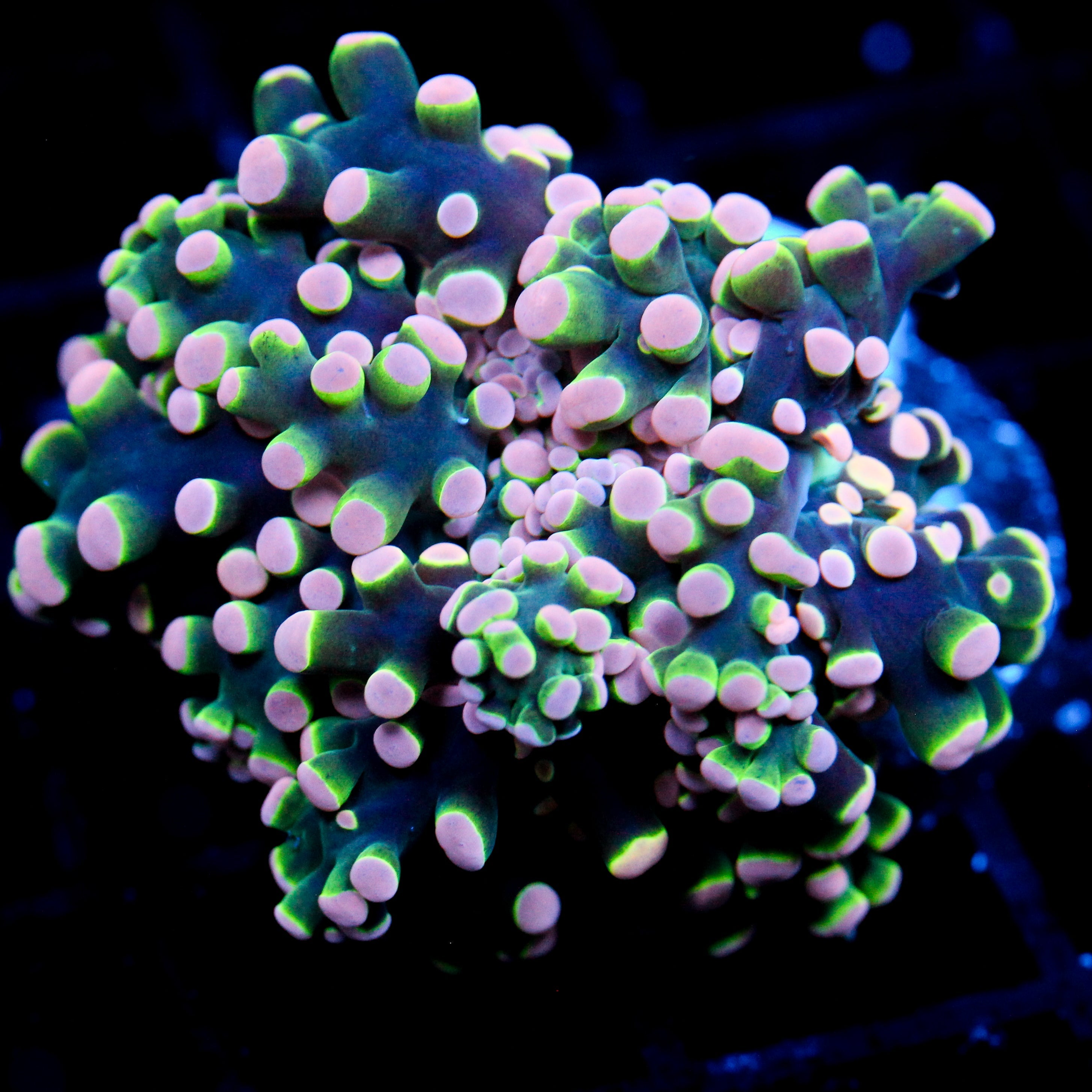 JC Orange Monster Octo