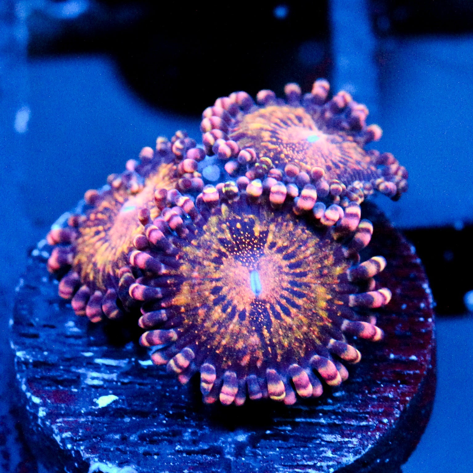 JC Speckled Kraze Zoanthid