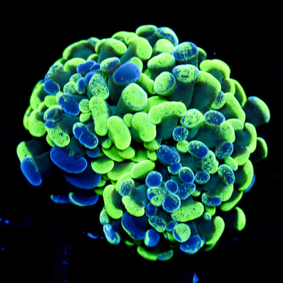 JC Ultra Splatter Hammer