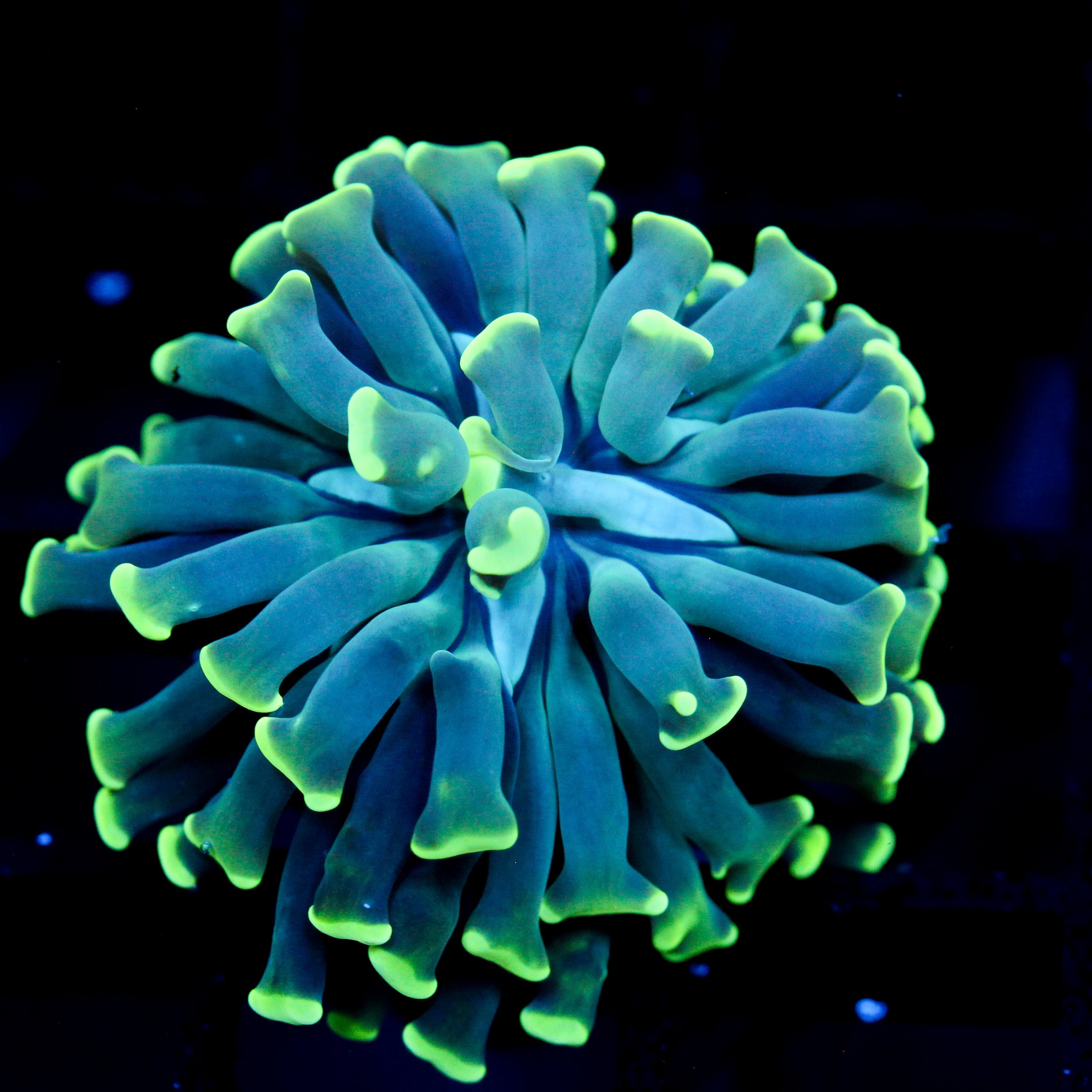 JC Four Leaf Clover