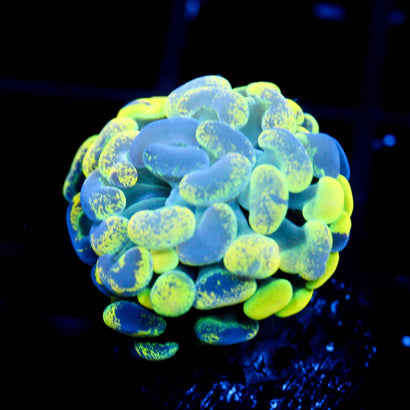 JC Yellow Splatter Hammer