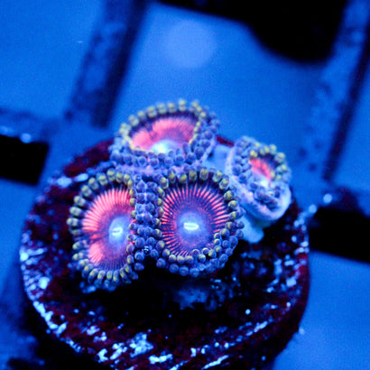 JC Pink Quasar Zoanthid