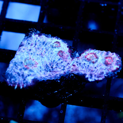 JC Unholy Trinity Chalice