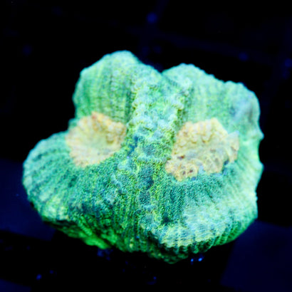 JC Neon Green Favia