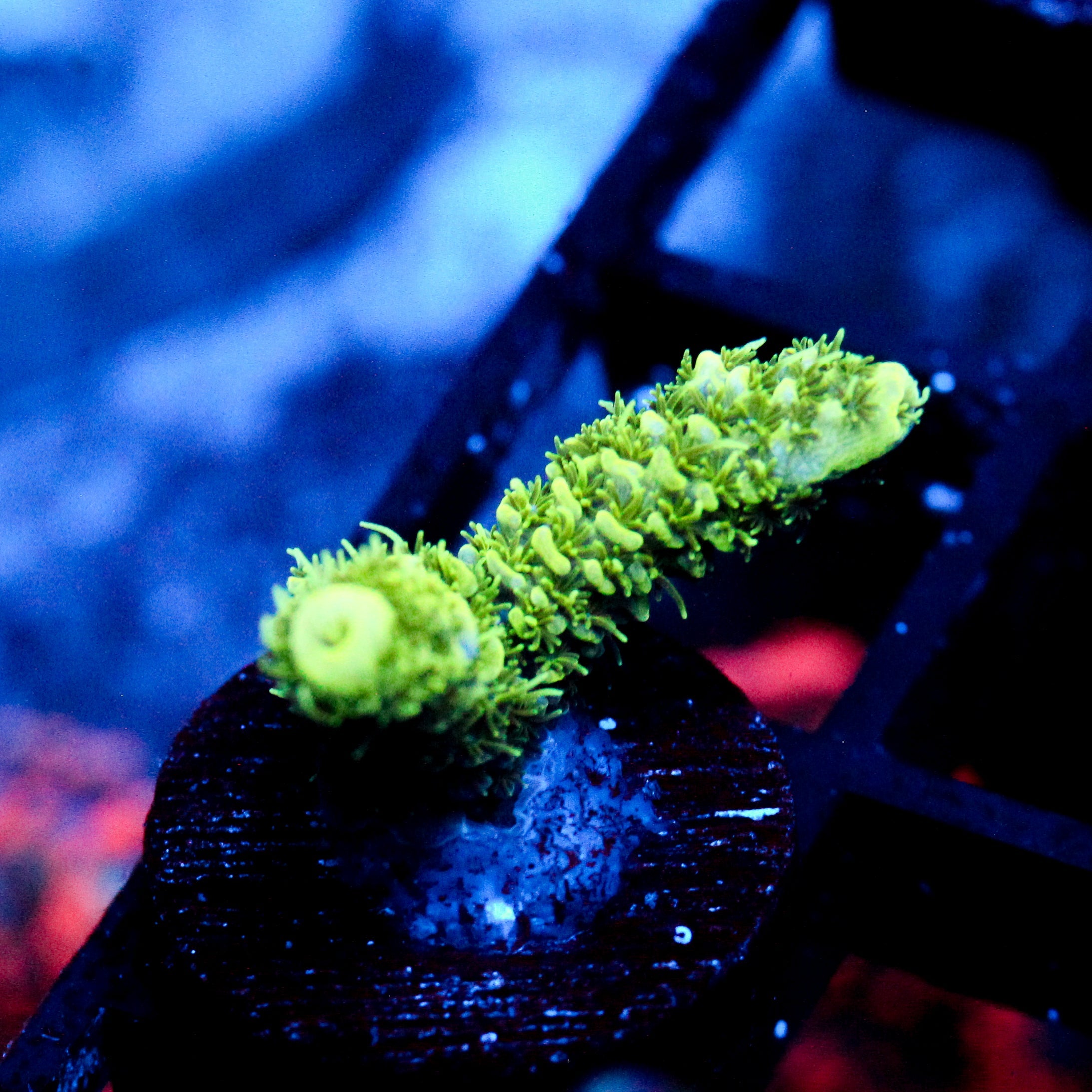 JC Green Slime