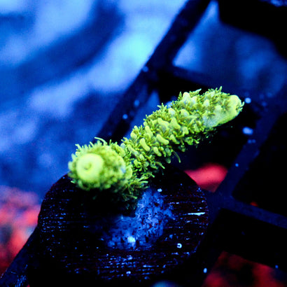JC Green Slime