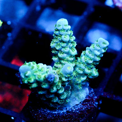 JC Caribbean Passion