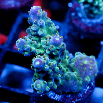 JC Blueberry Monster