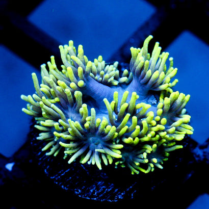 JC Alien Abduction Goni