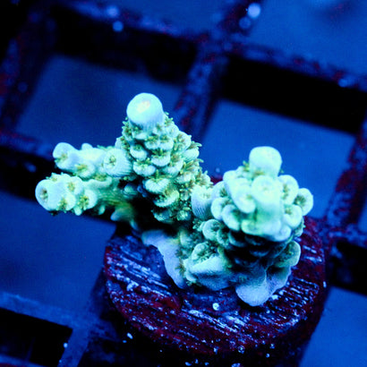 JC Caribbean Rainbow