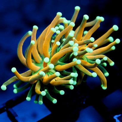 JC Green Mane Tiger Torch