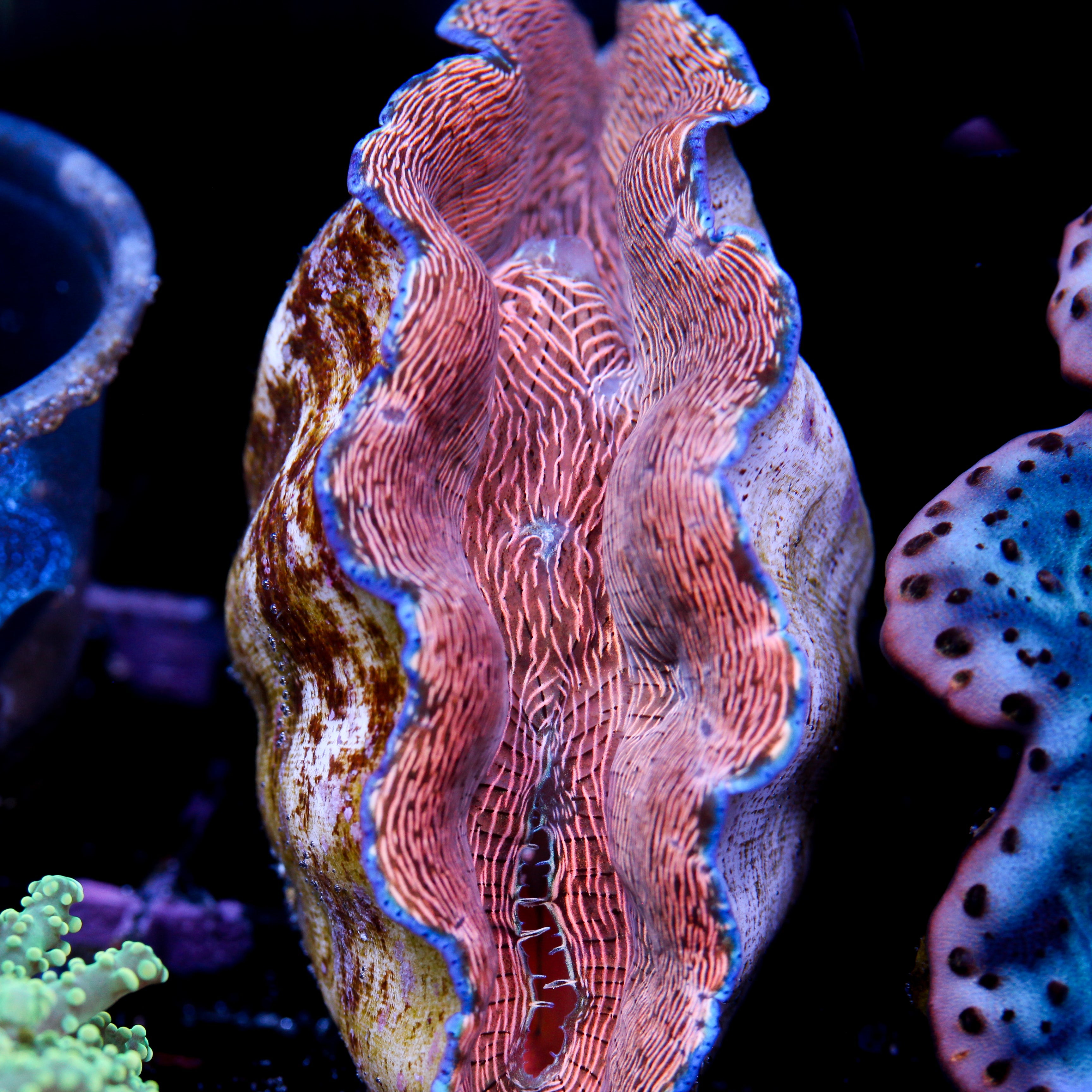 JC LG Zebra Derasa