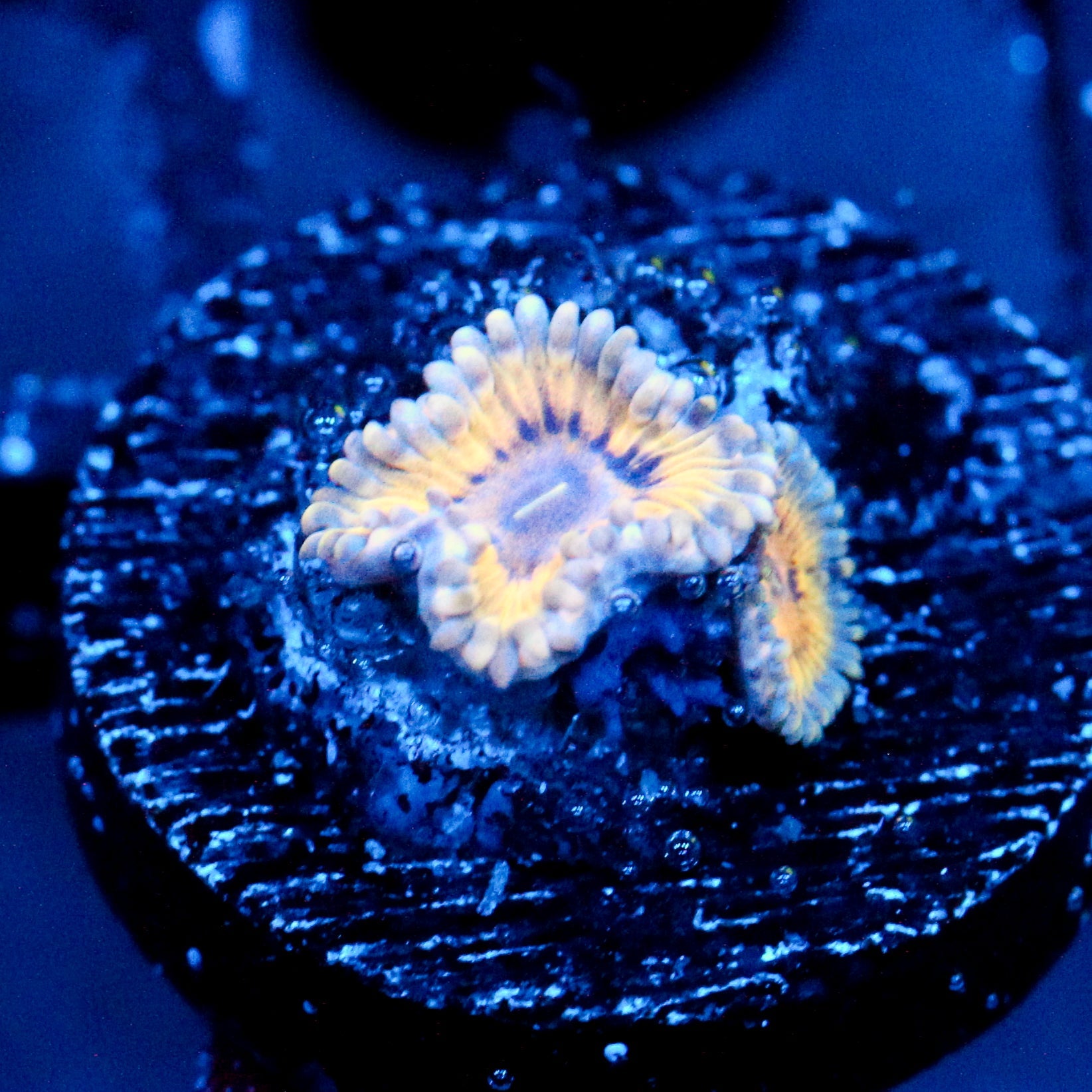 JC Gobblers Zoanthid