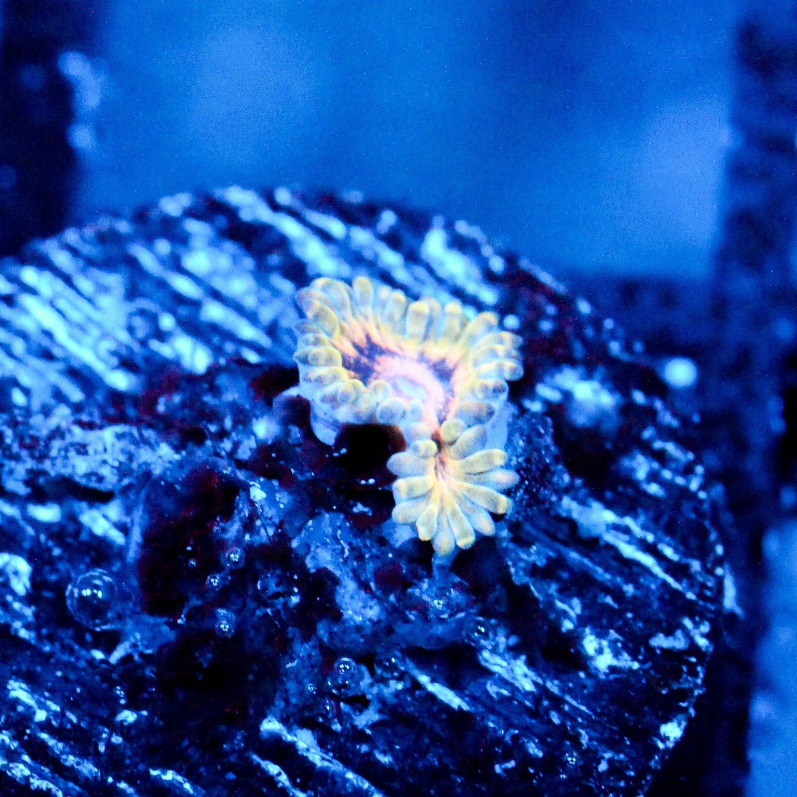 JC Oceanside Zoanthid