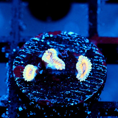 JC Oceanside Zoanthid