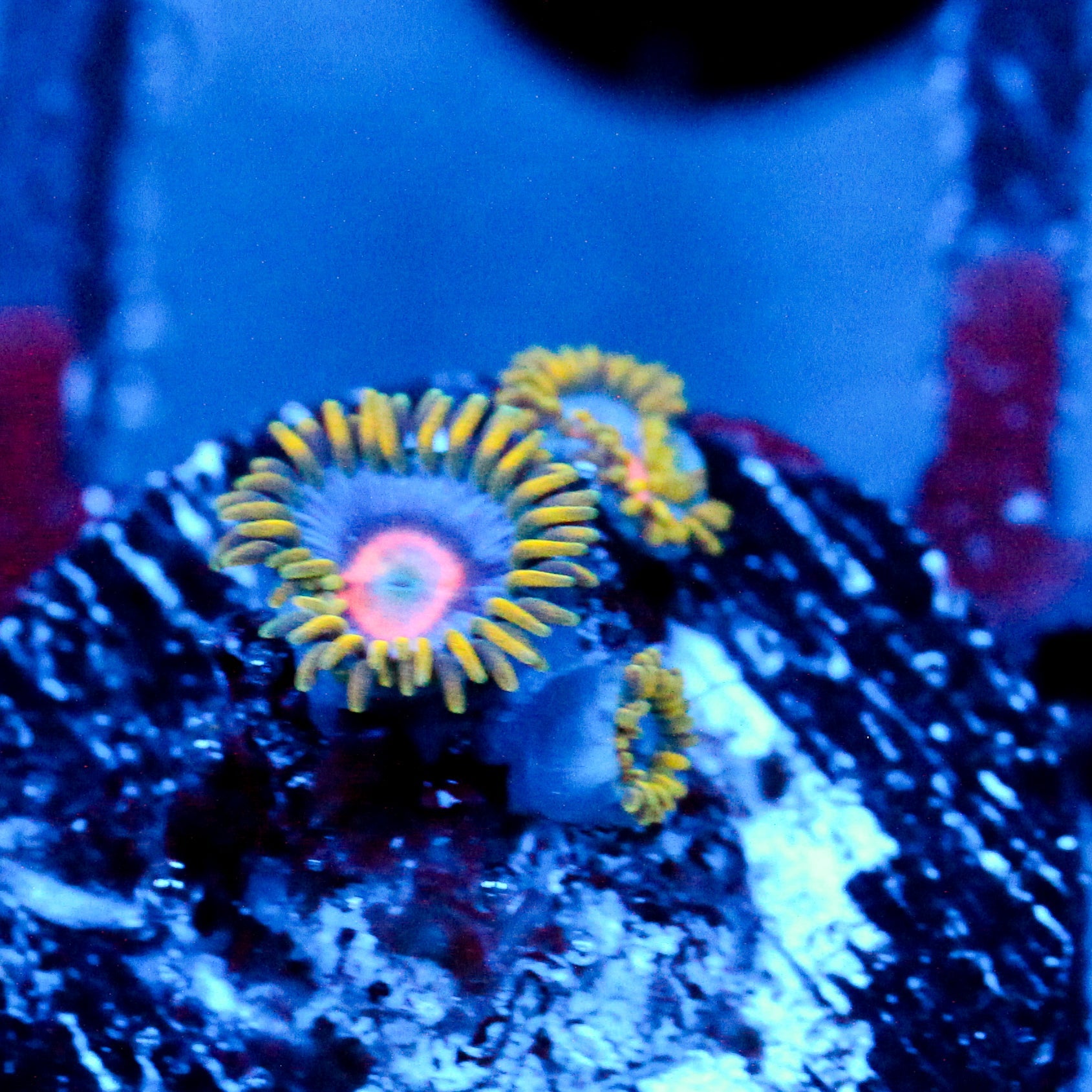 JC Gold Burn Zoanthid