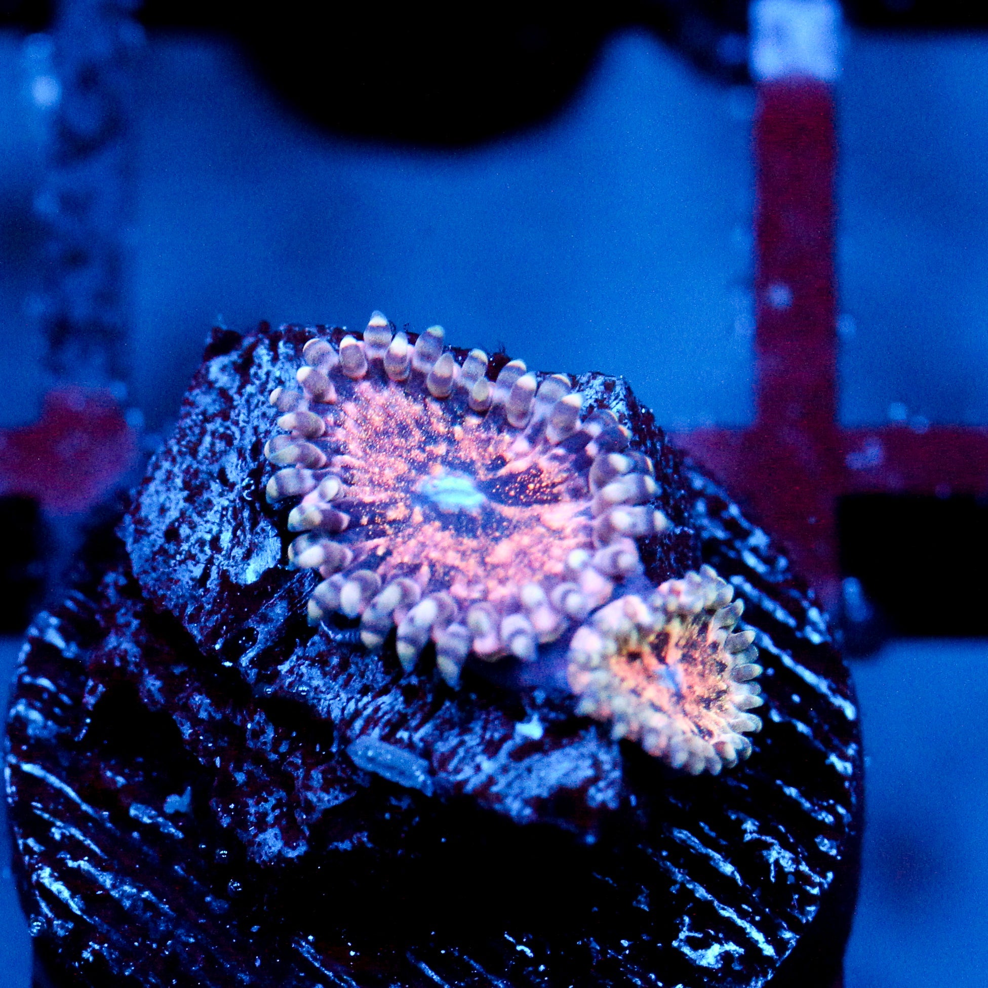 JC Neptunes Bounty Zoanthid