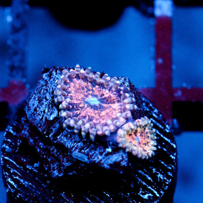 JC Neptunes Bounty Zoanthid