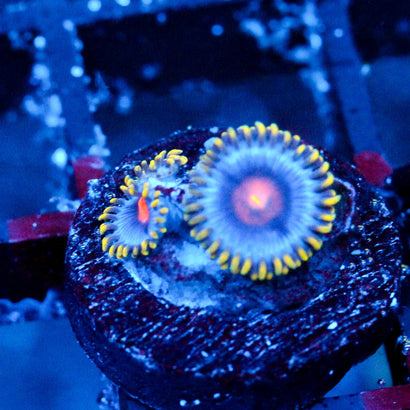 JC Ultra Gold Burn Zoanthid