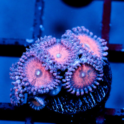 JC Amber Bliss Zoanthid
