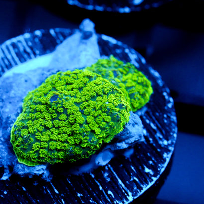 JC Neon Green Rhodactis