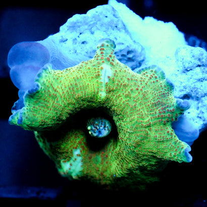 JC Chicken Pox Discosoma