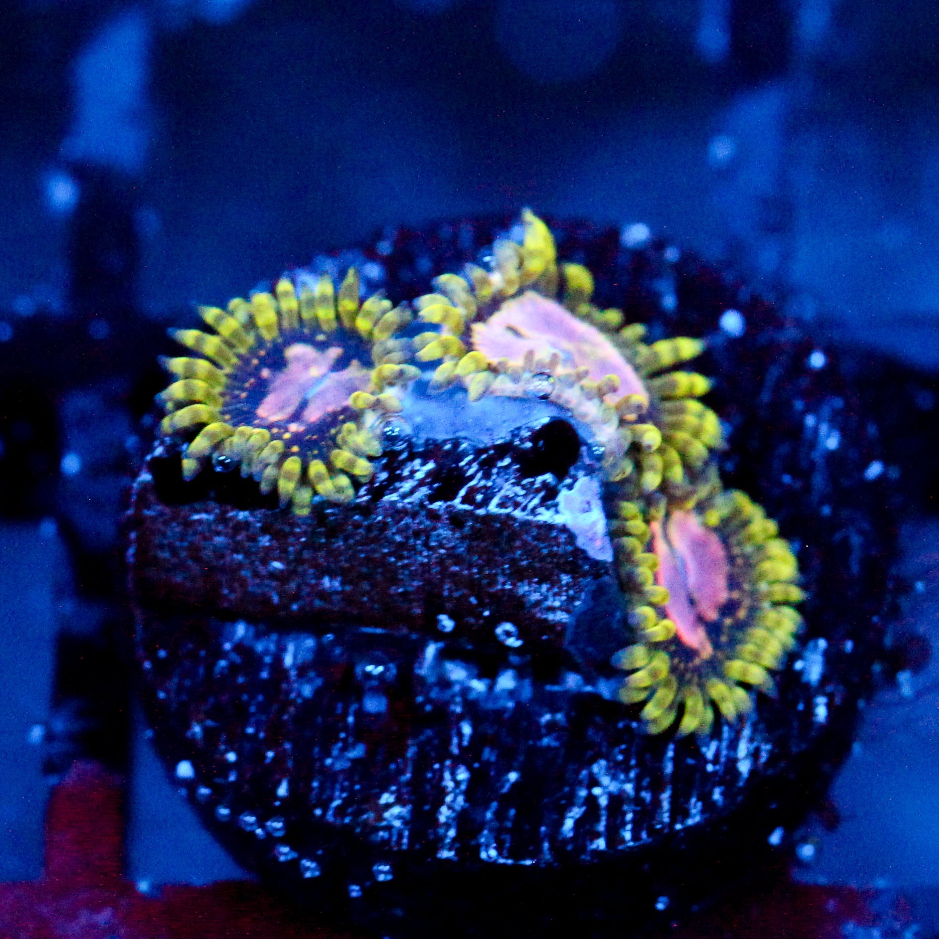 JC Purple Monster Zoanthid
