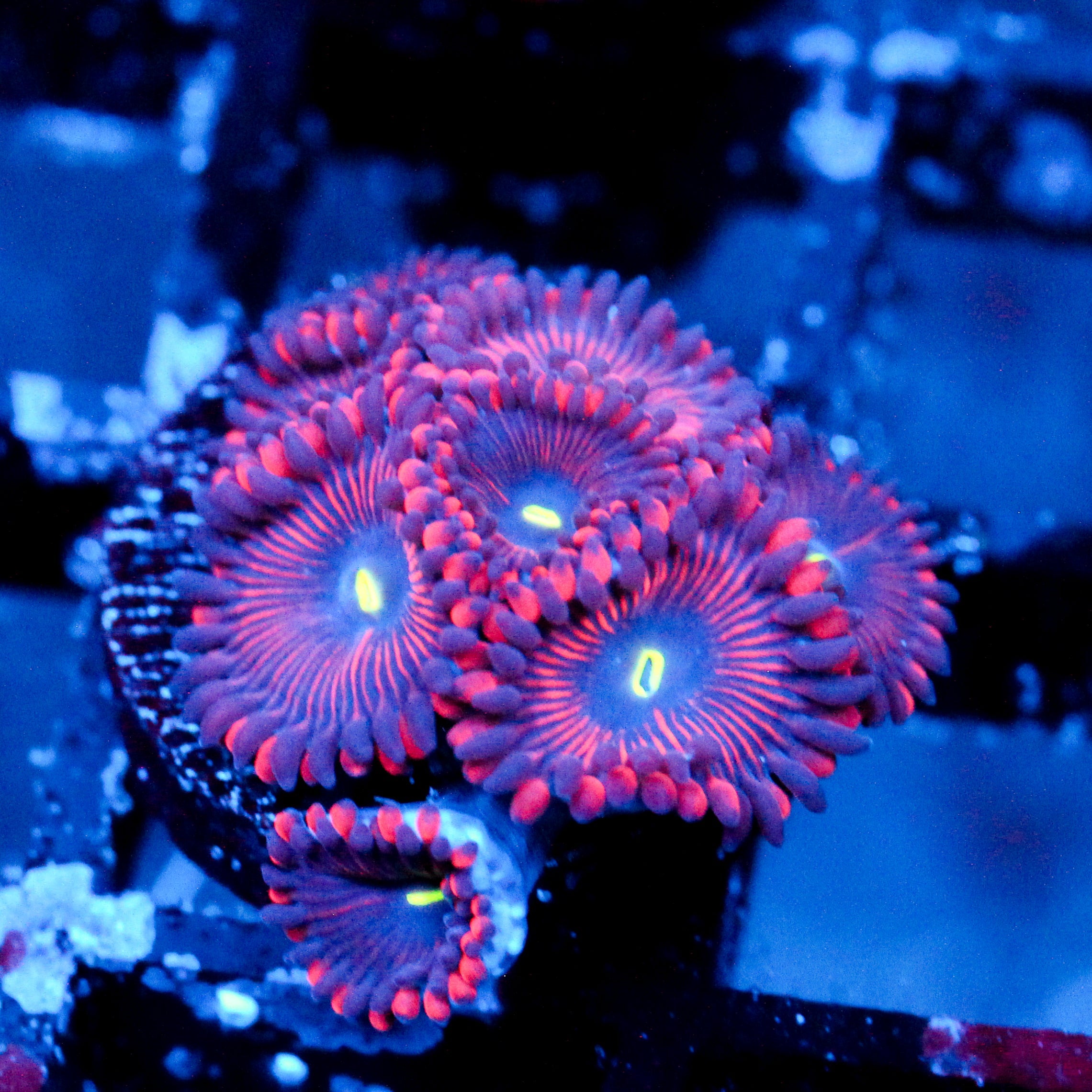 JC Purple People Eater Zoanthid