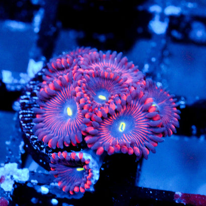 JC Purple People Eater Zoanthid