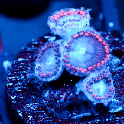 JC Molten Sulfer Zoanthid