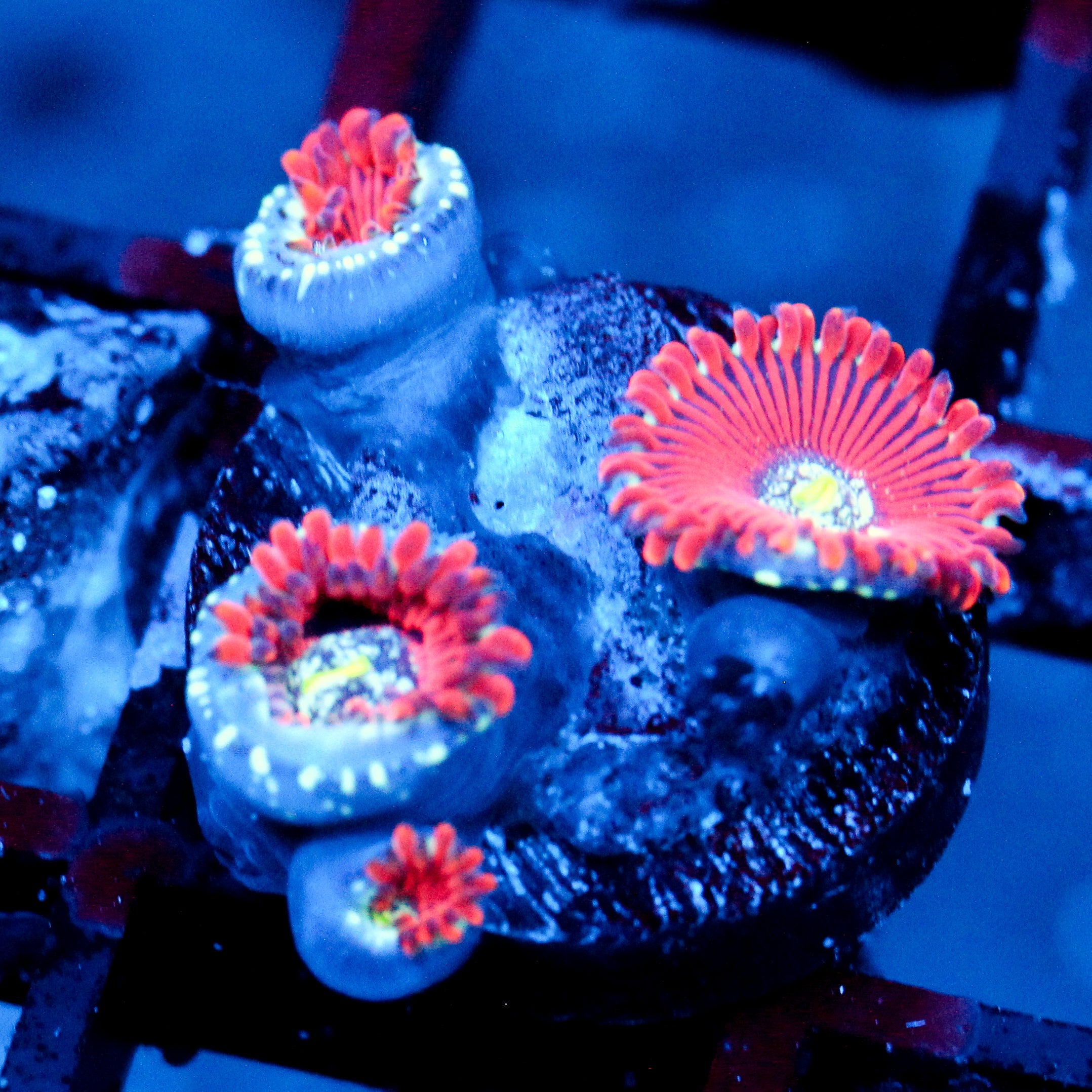 JC Magician's Zoanthid