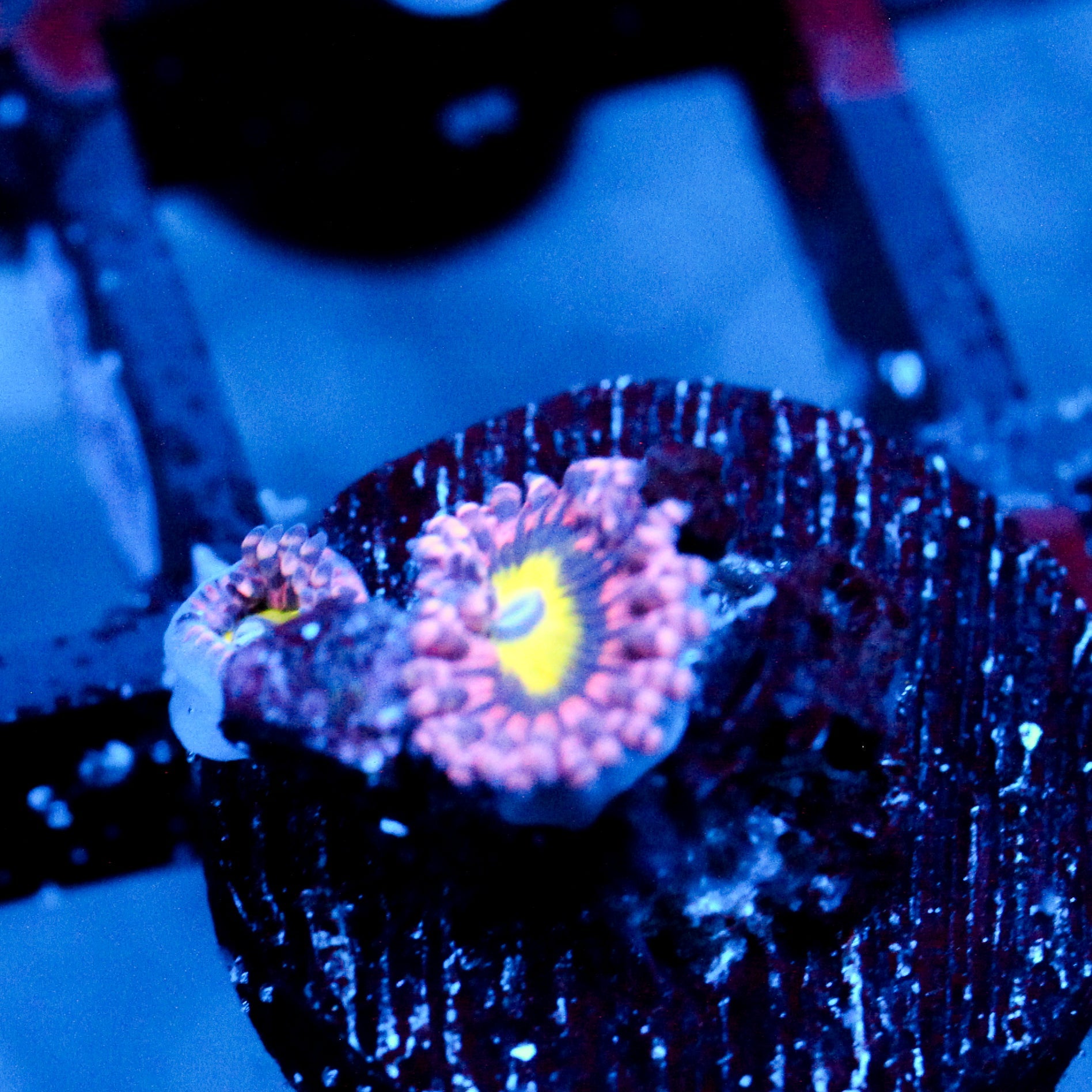 JC Flower Fall Zoanthid