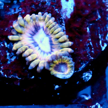 JC White Hole Zoanthid