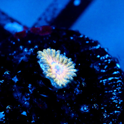 JC Blue Seam Zoanthid