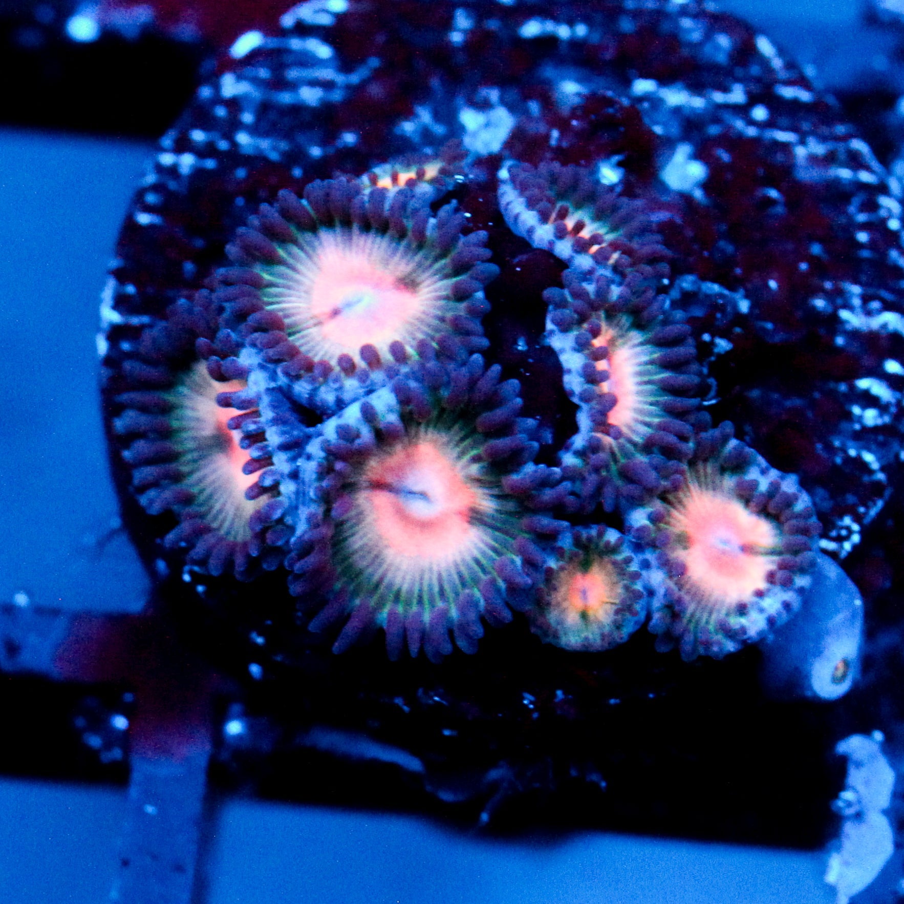 JC Peach Bellini Zoanthid