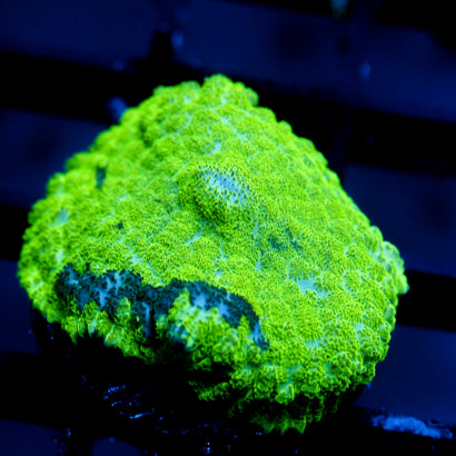 JC Kryptonite Mushroom