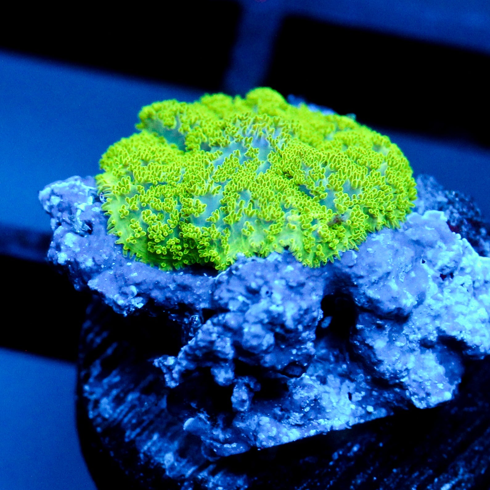 JC Neon Green Rhodactis
