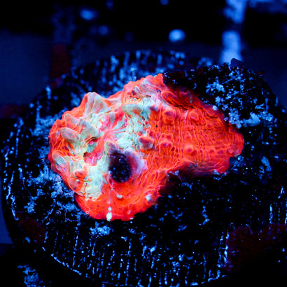 JC Citrus Rush Chalice