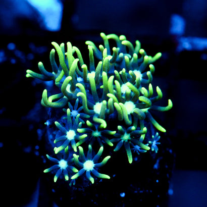 JC Star Polyp