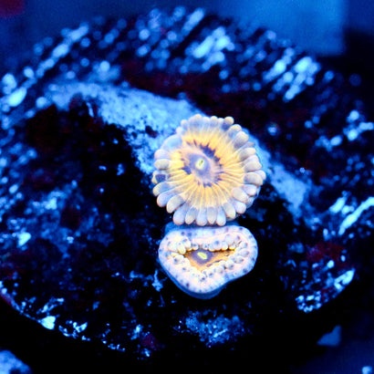 JC Blues Zoanthid