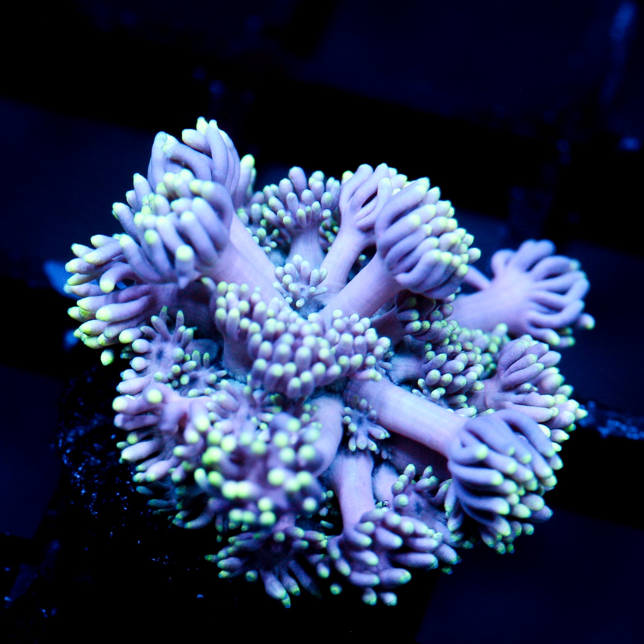 JC Lavender Cloud Goni