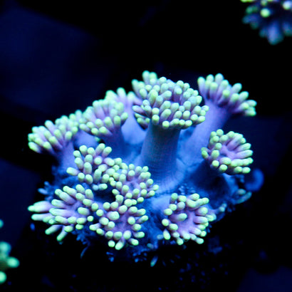 JC Neon Aura Goni
