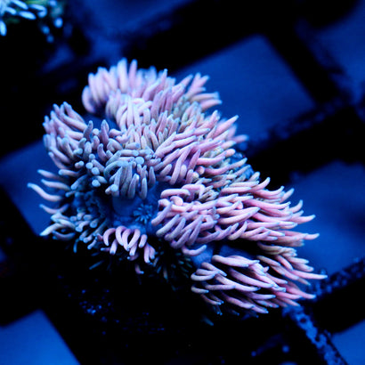 JC Witches Finger's goni