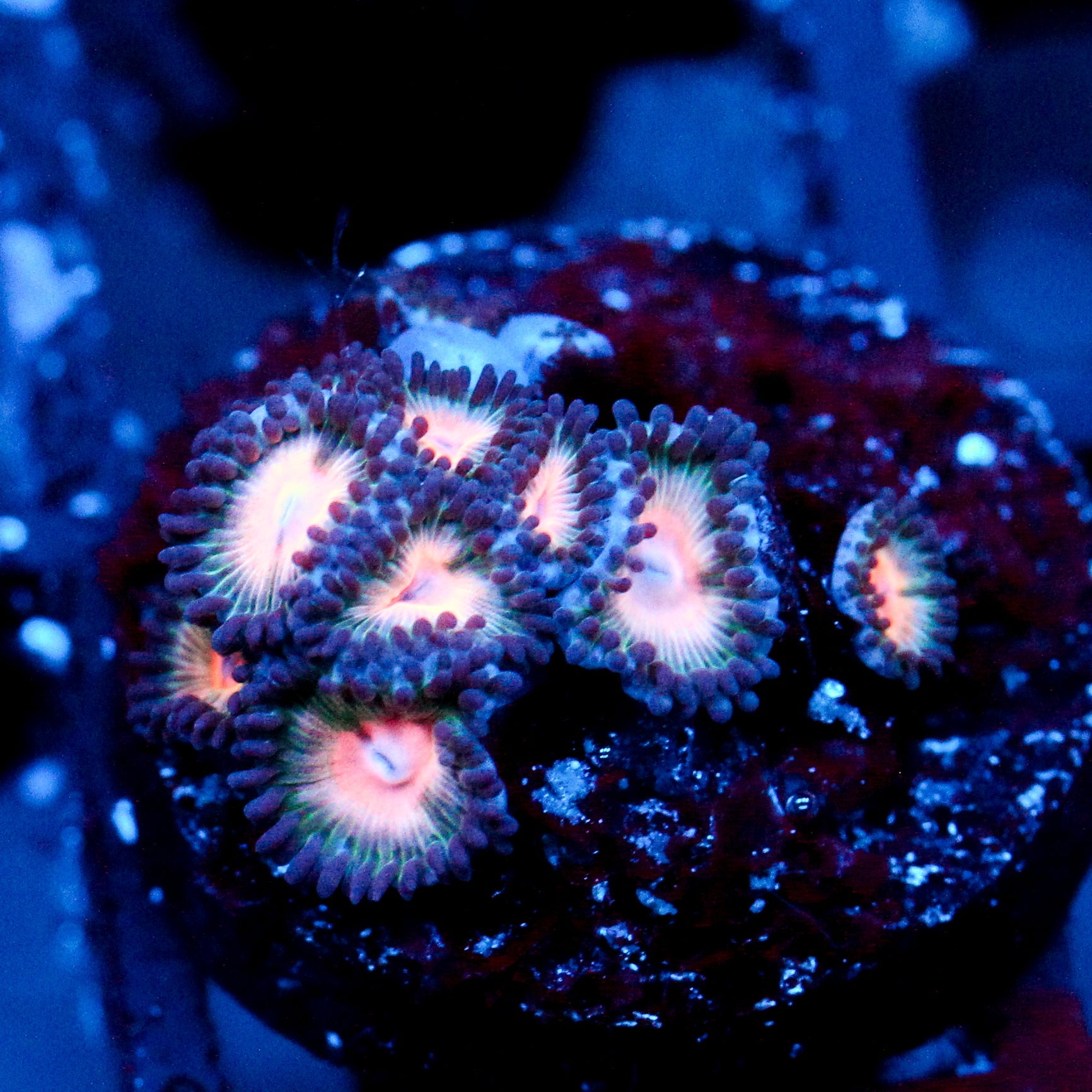 JC Peach Bellini Zoanthid
