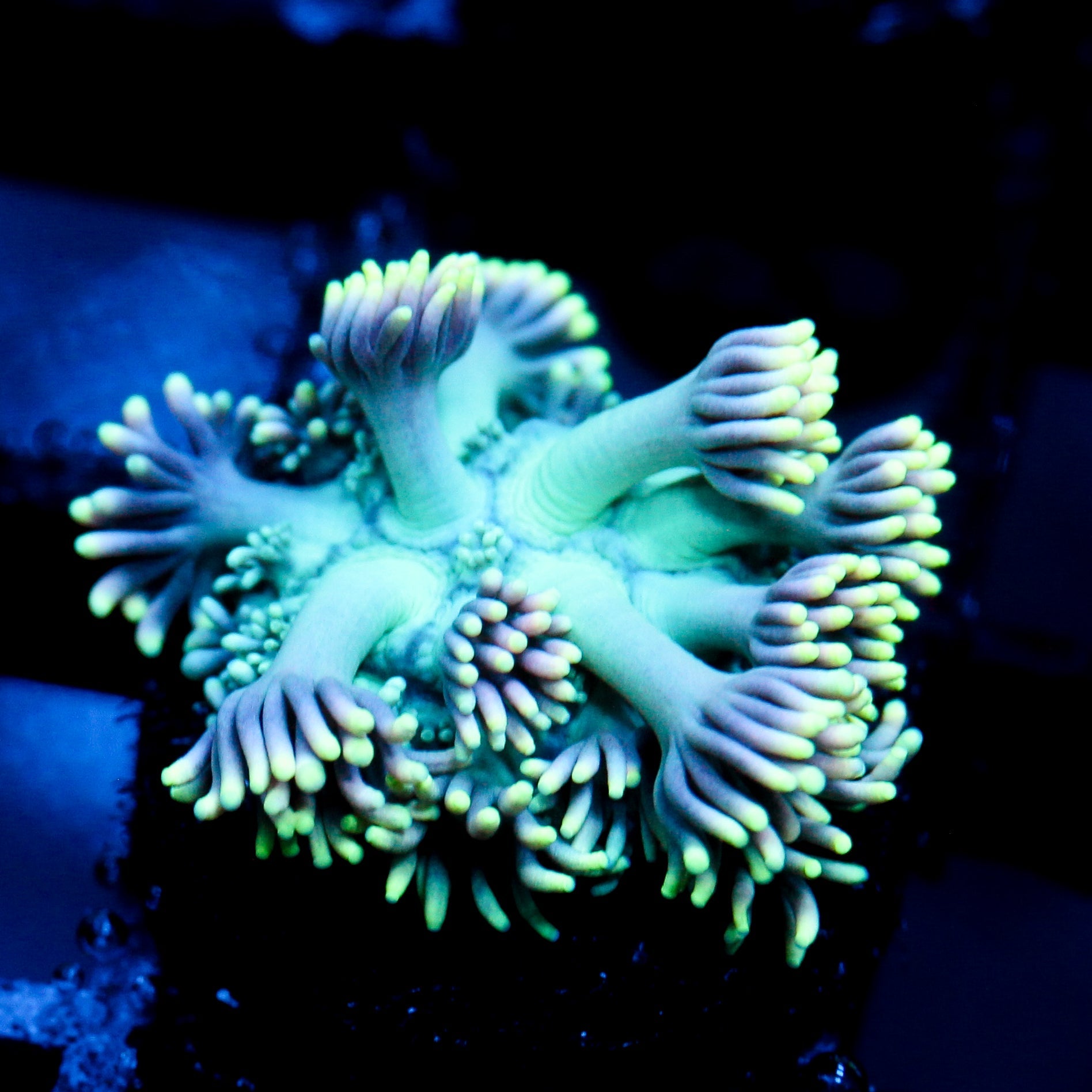 JC Sublime Lime Goni