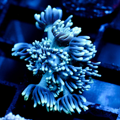 JC Beachy Breeze Goni