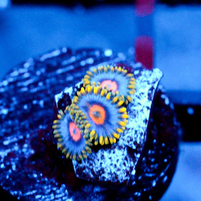 JC Ultra Gold Burn Zoanthid